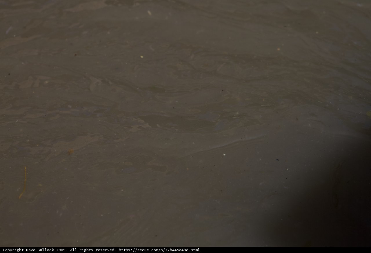 Nature's Mud Ripples
