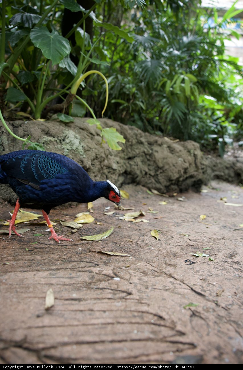 Pheasant's Delight at Disneyworld's Animal Kingdom