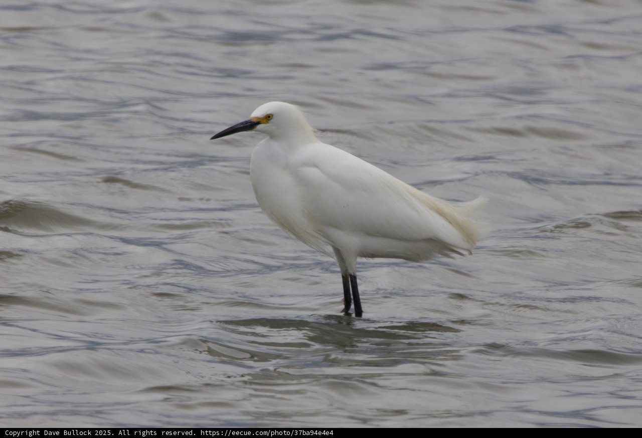 Graceful Presence in San Pablo Bay