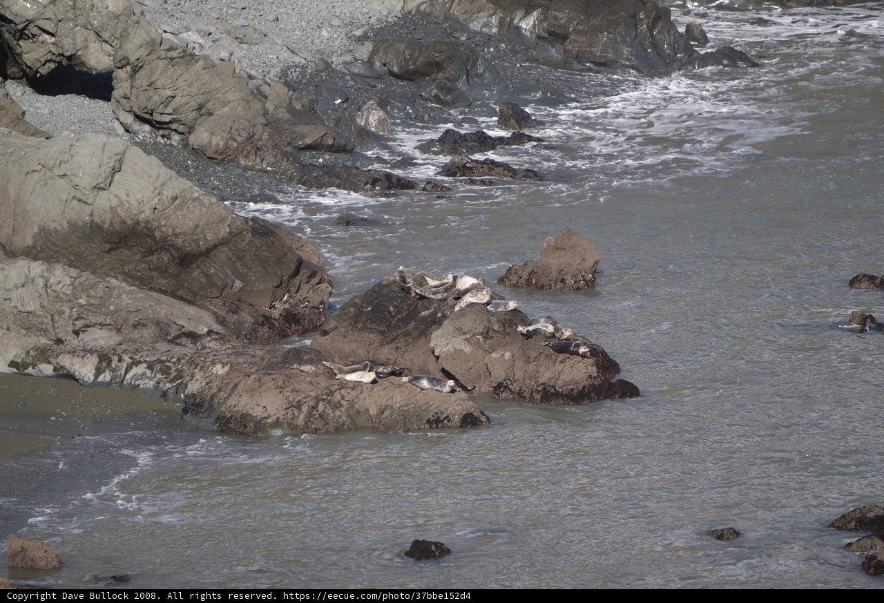 Seagulls on Promontory Rocks