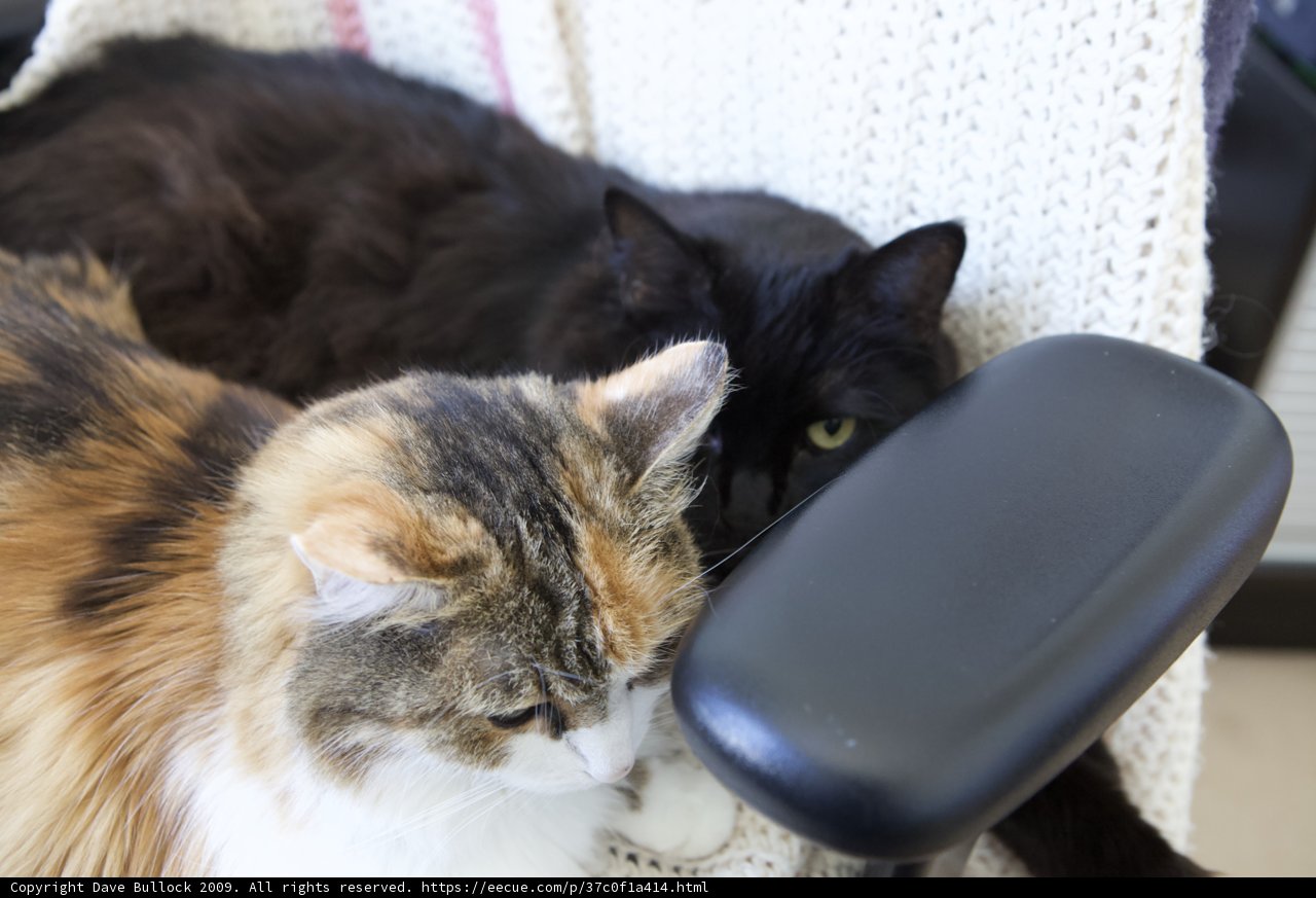 Feline Comfort on the Cushion Chair