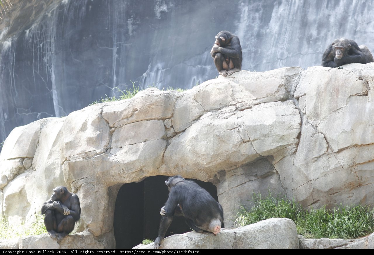 Monkey Business on the Rocks