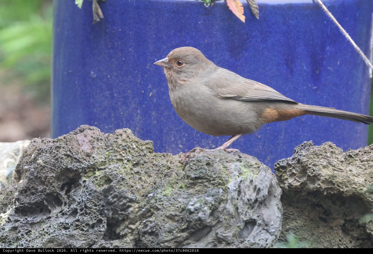 Gray Songbird Perched on Textured Rock Formation