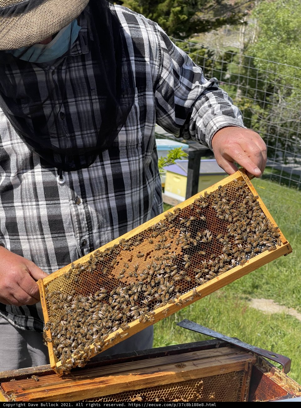 Beekeeper on the Grass
