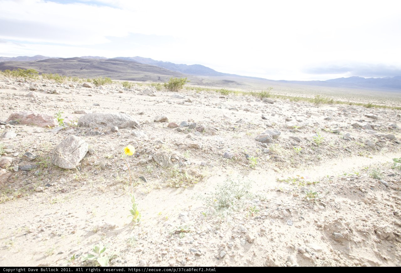 Resilience in the Desert