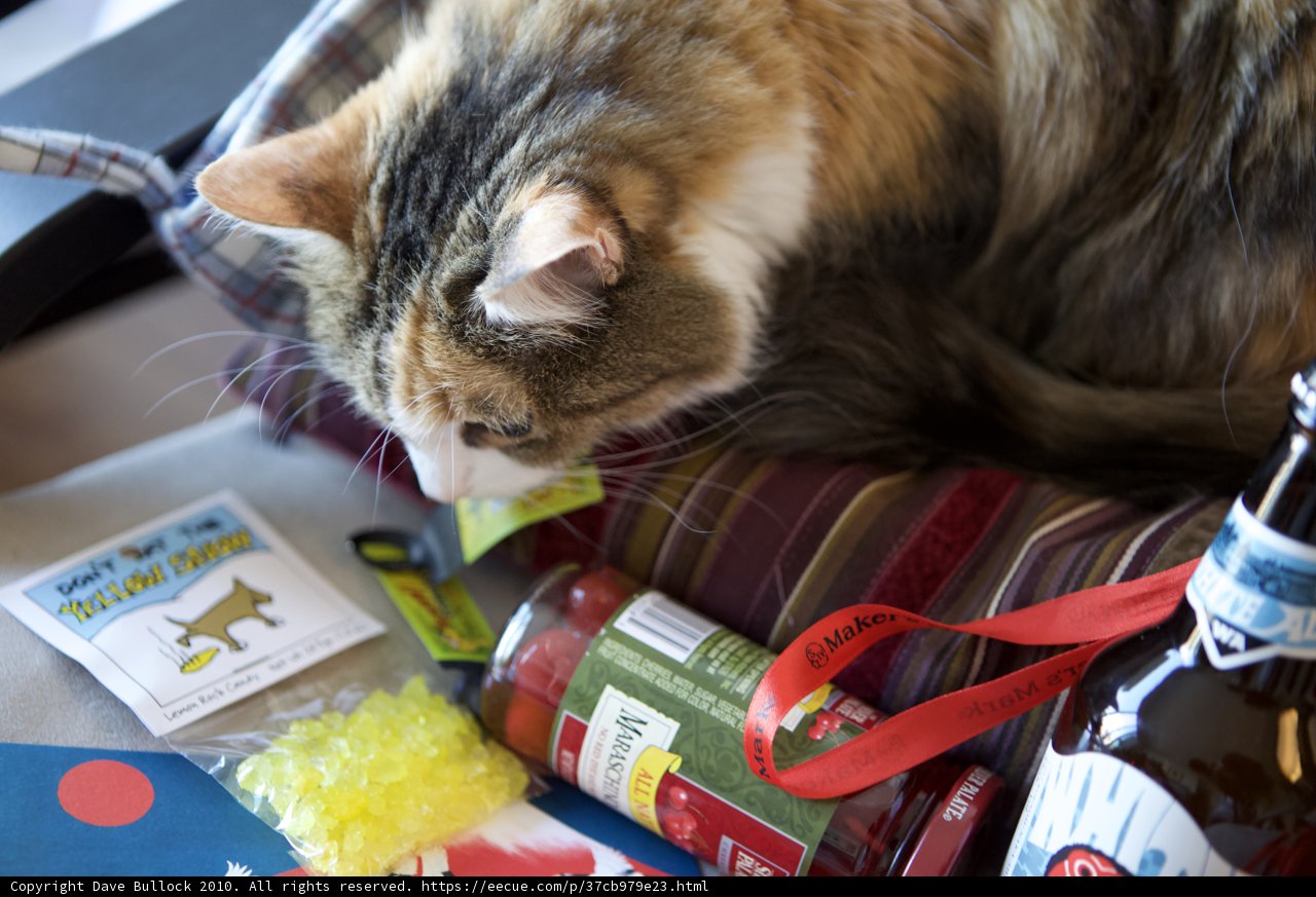 Christmas Cheers with Feline Friends