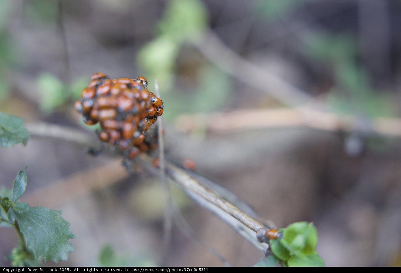 Huckleberry Trail Ladybug Cluster