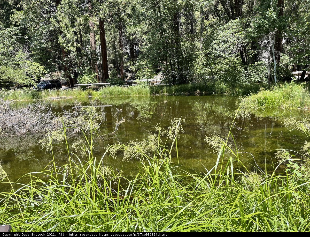 Serenity in the Woods
