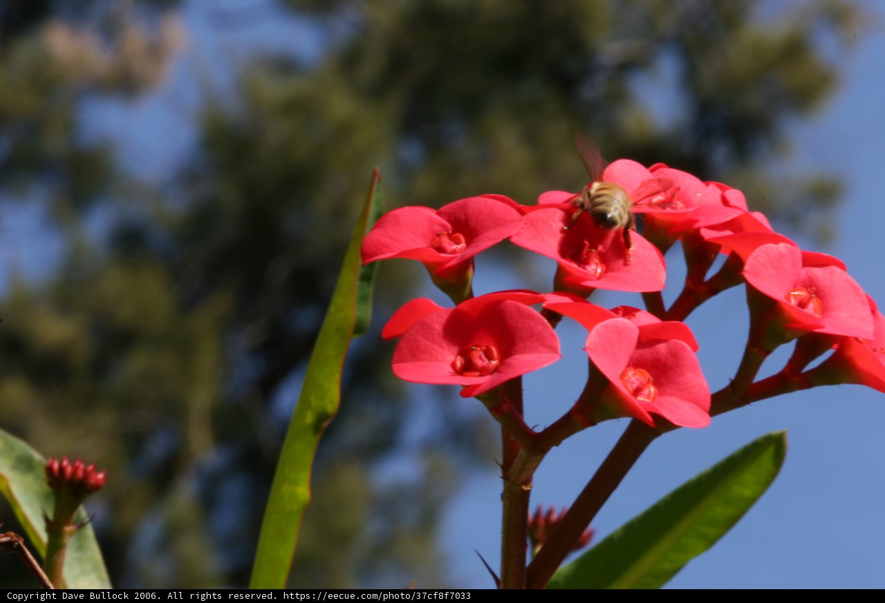 Buzzing around a Geranium