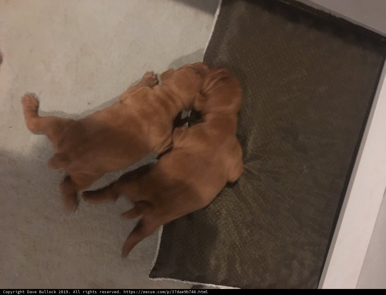 The Puppies' Lazy Day