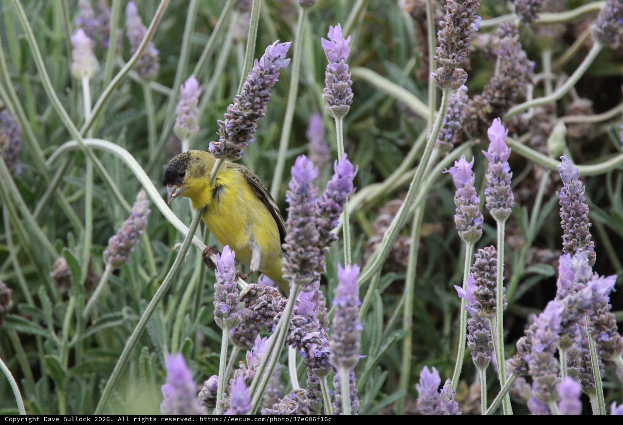 Yellow Finch Perched Among Purple Lavender Blooms