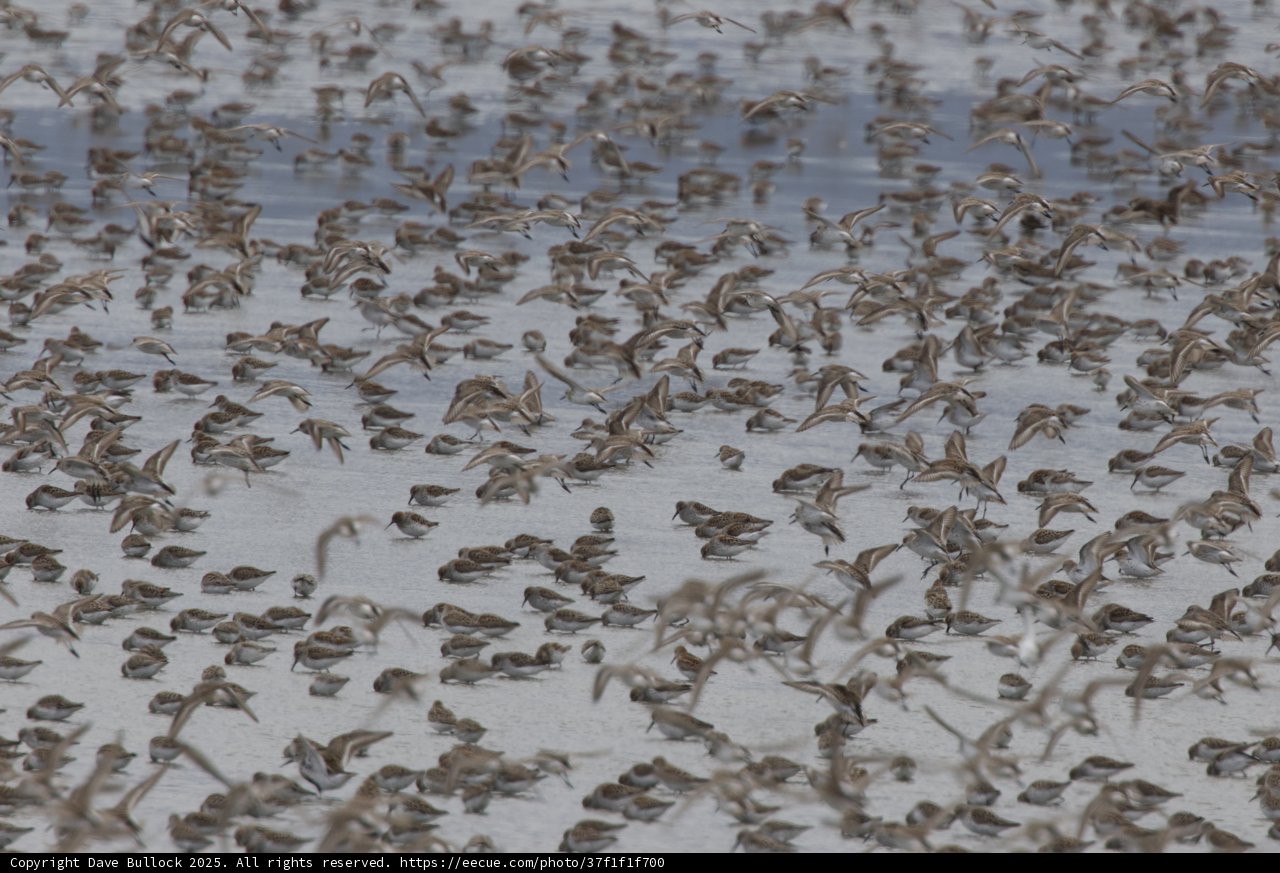 Dance of the Avian Flock