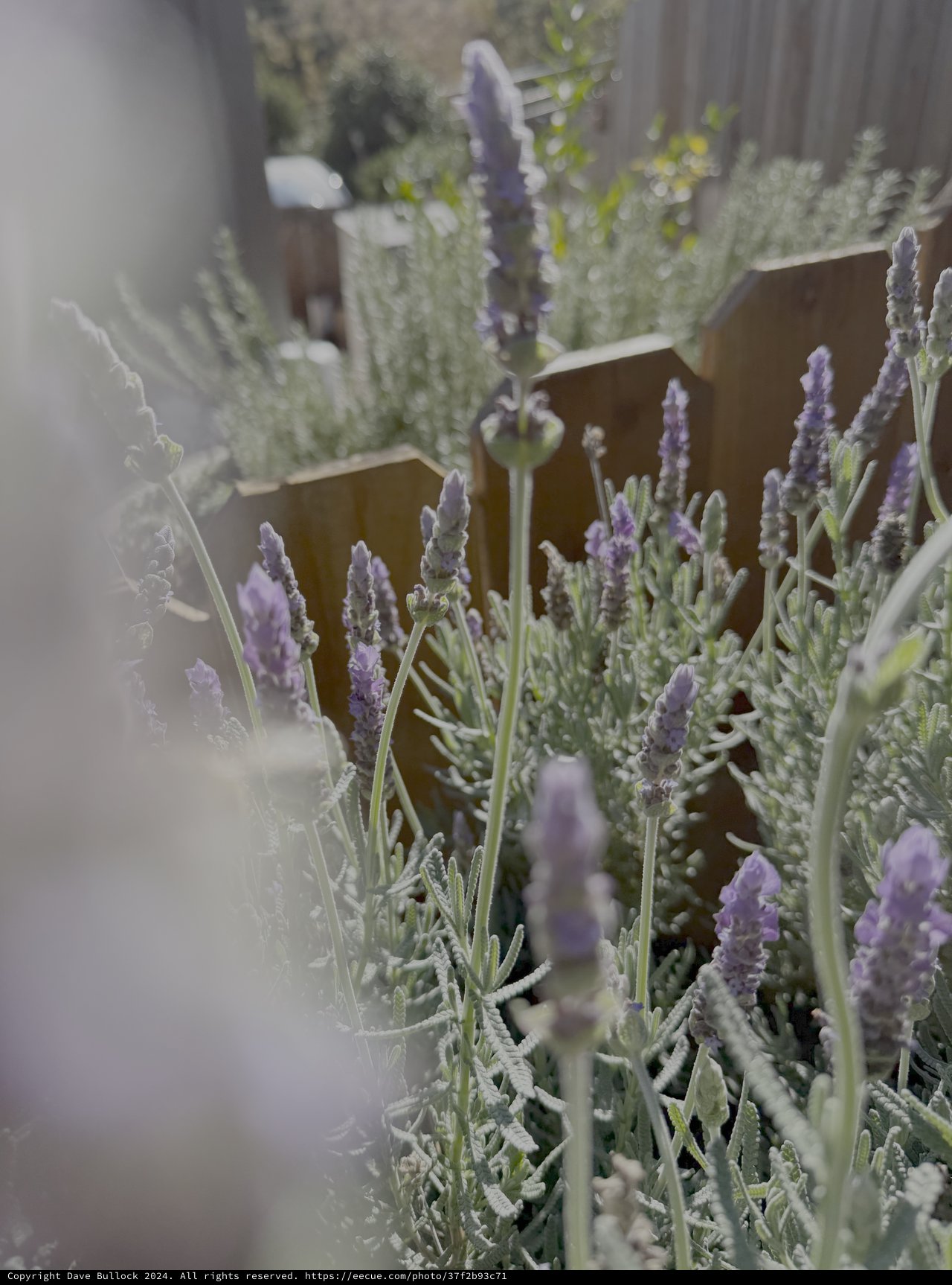 Lavender Garden in Golden Hour Light