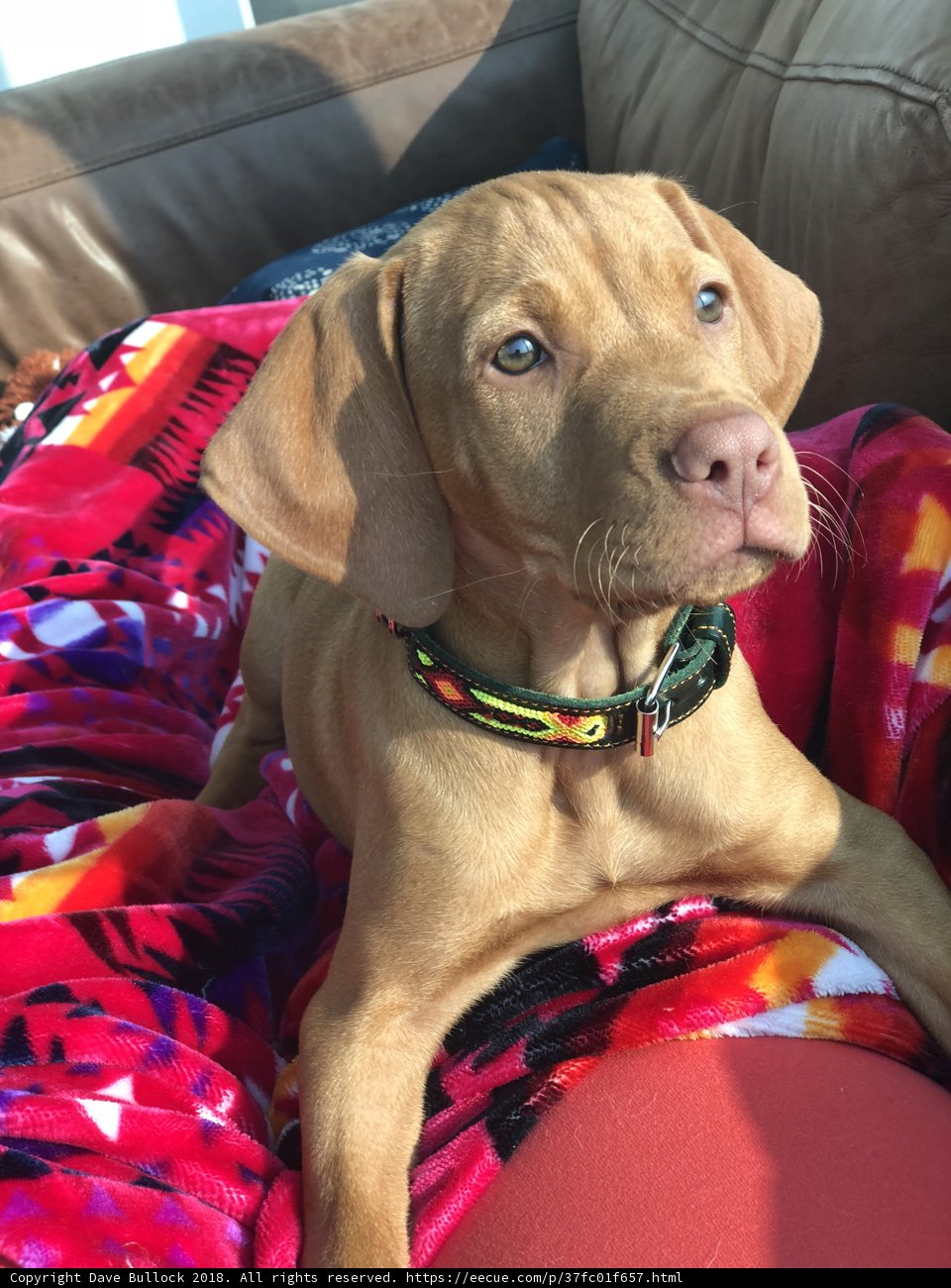 Cozy Pup on Colorful Couch