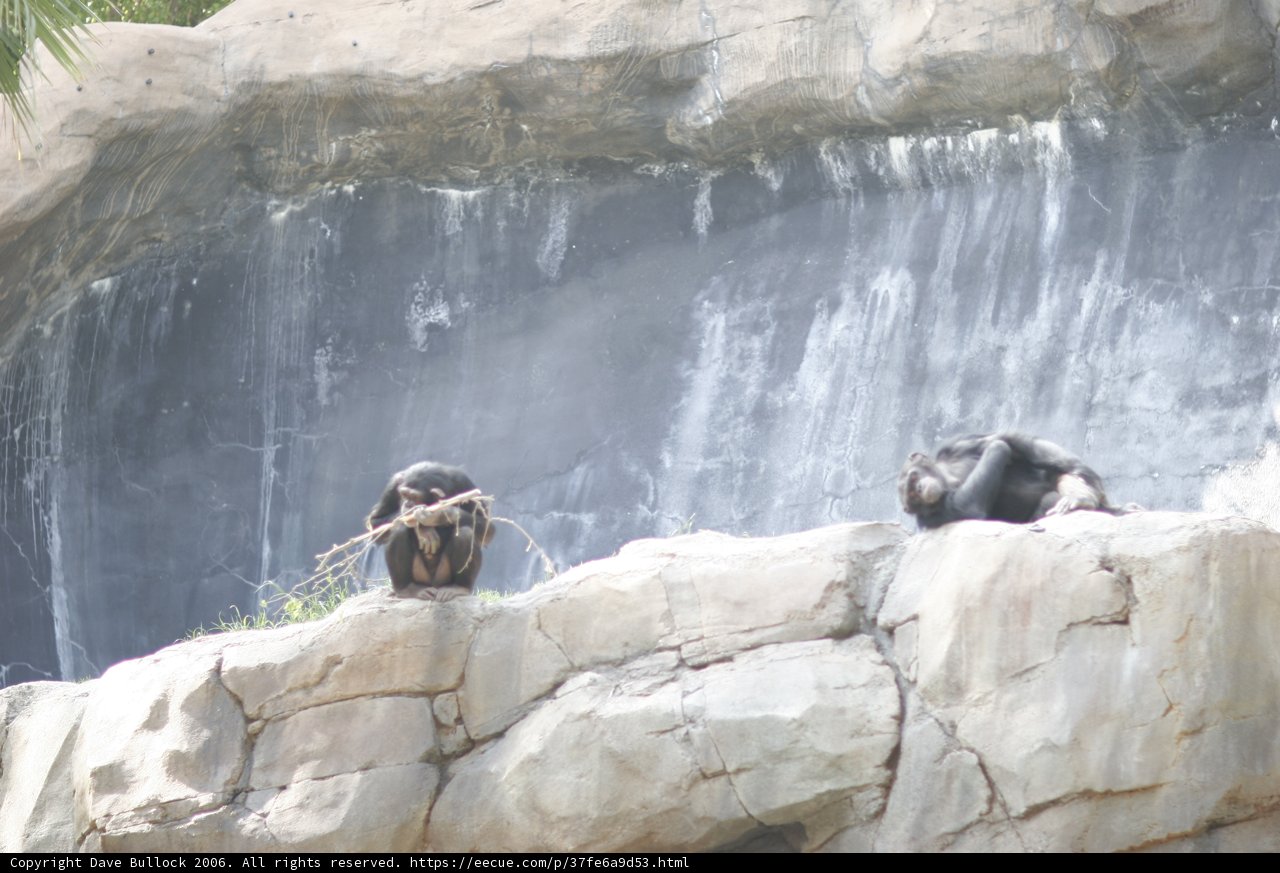 Monkeying Around at the Waterfall
