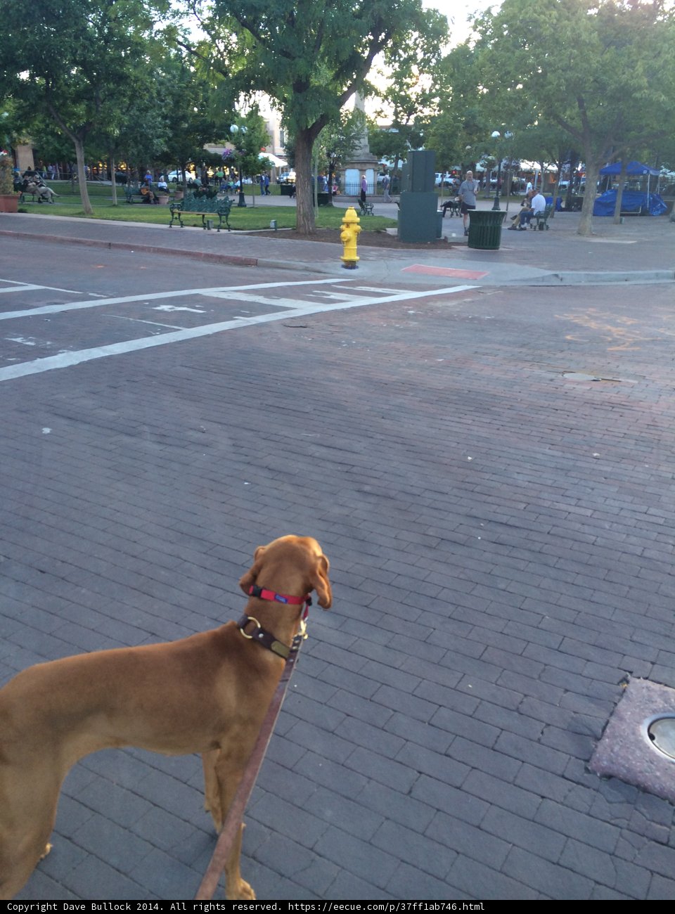 Four-legged Friend on Santa Fe Street