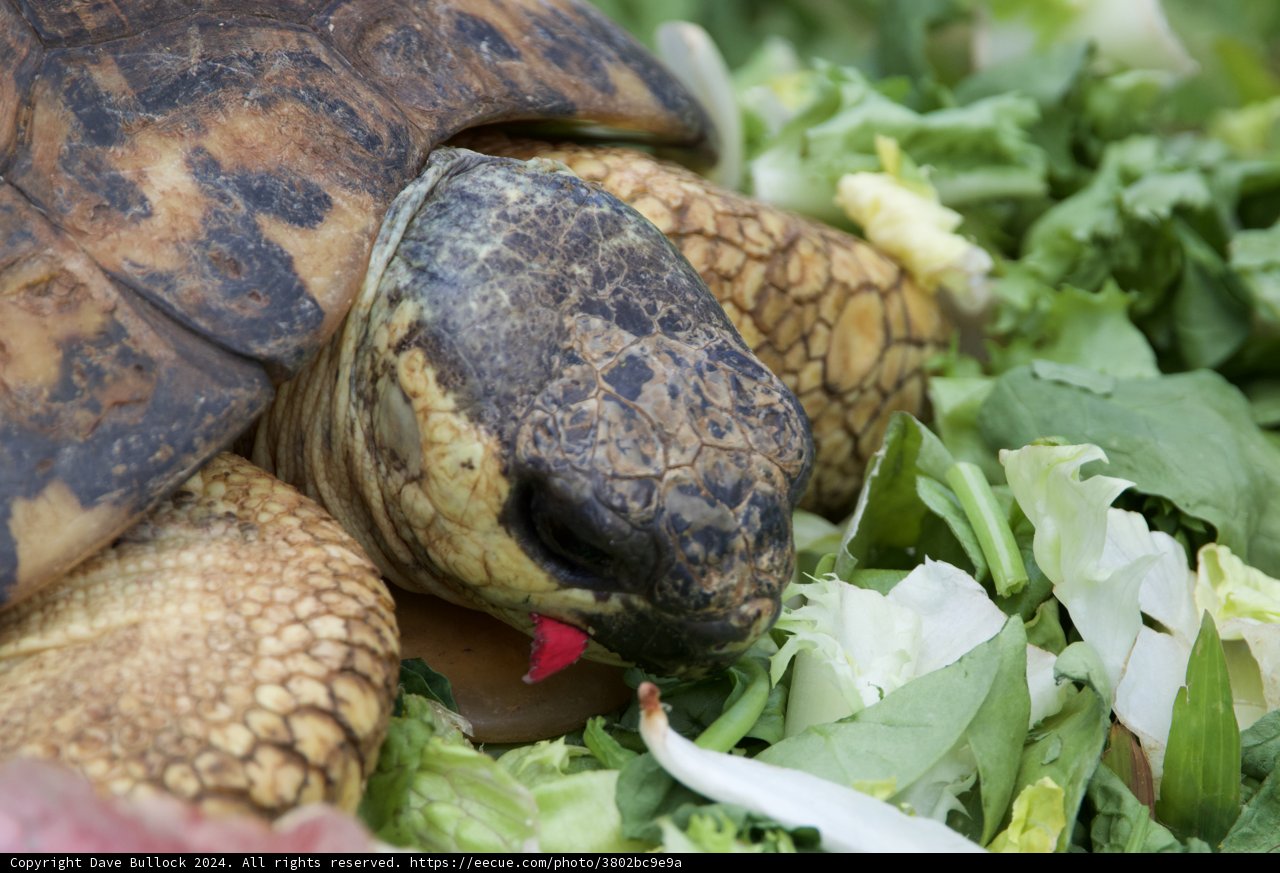 **Feast Fit for a Tortoise**