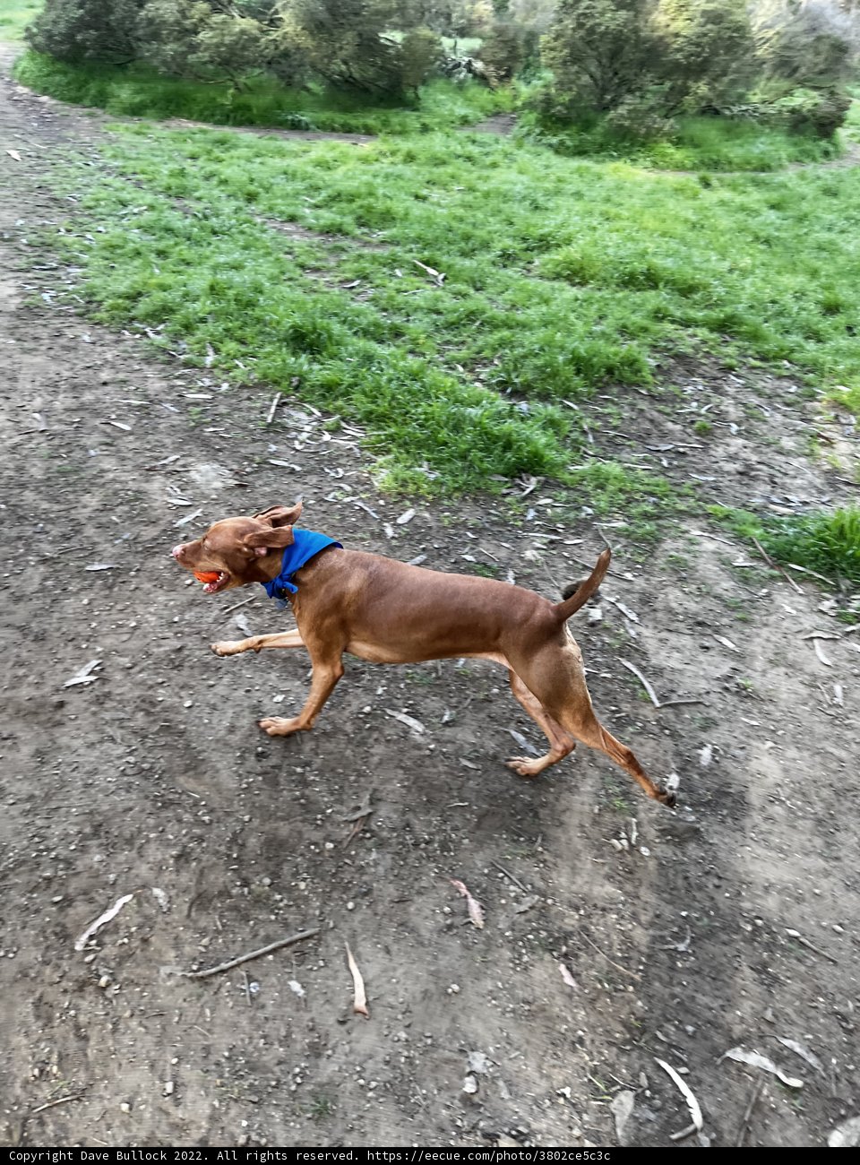 A Vizsla's Adventure in the Wild