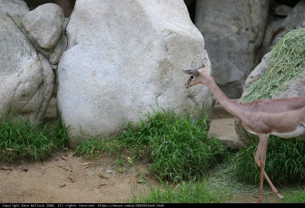 Graceful Gazelle