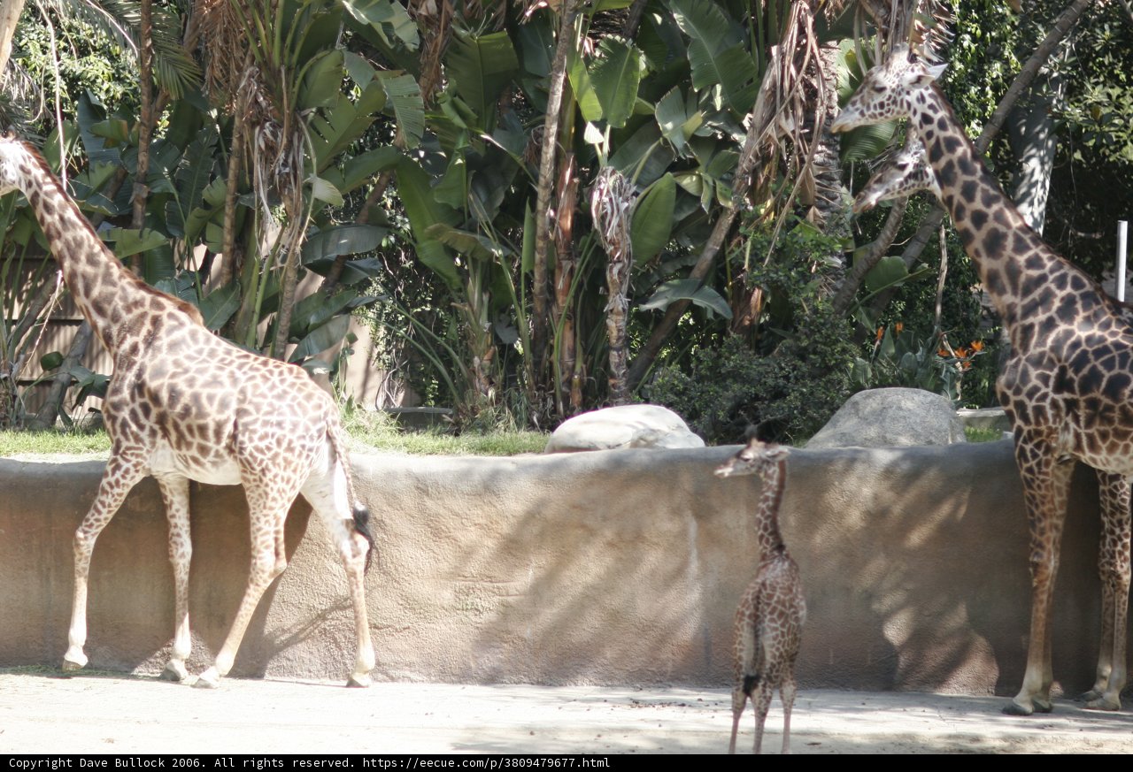 A Family of Tall Creatures
