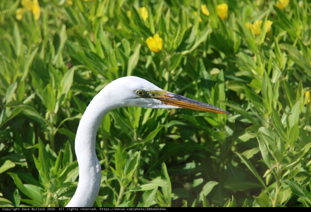 Great Egret in Spring Wetland Meadow