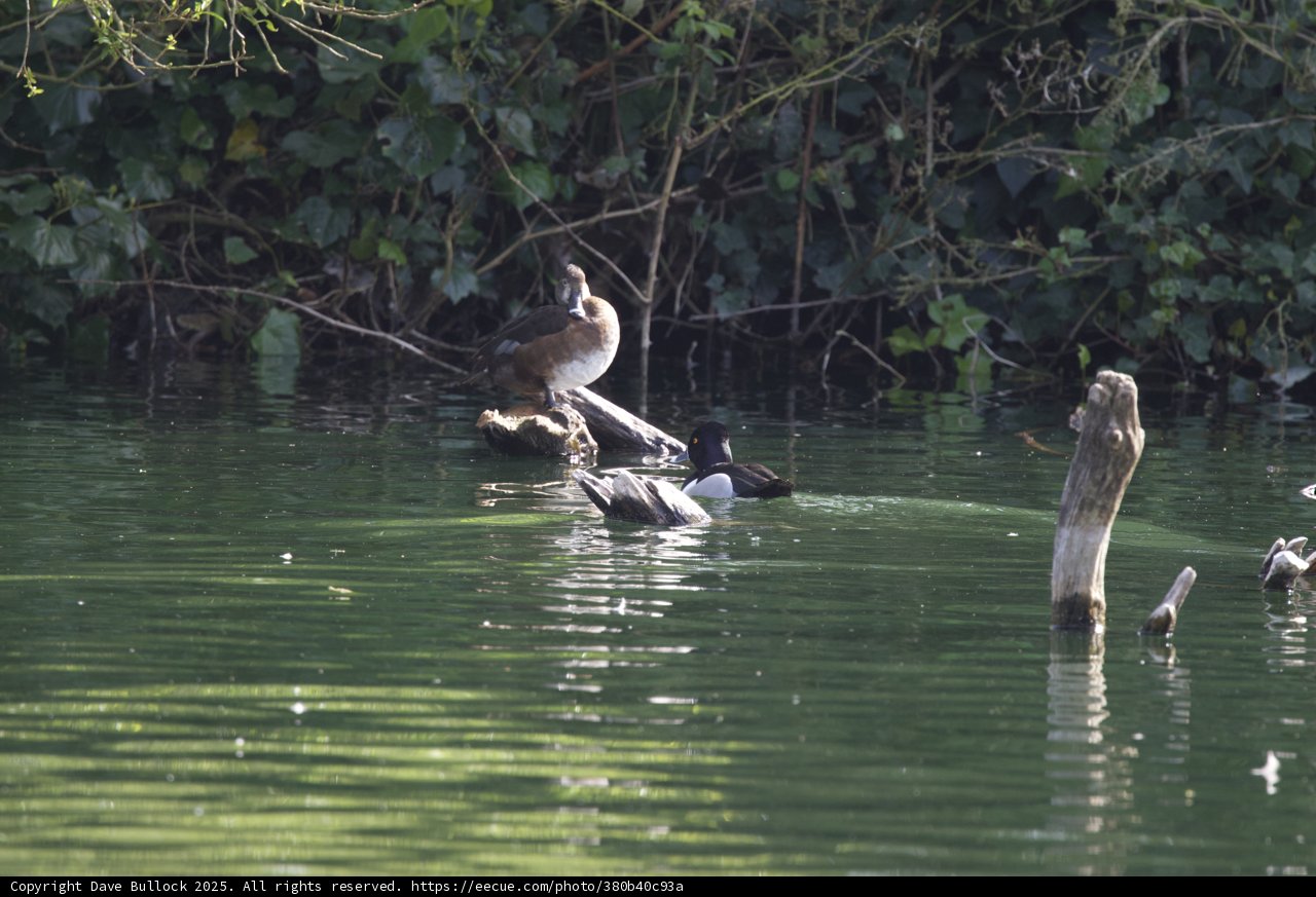 Serenity on the Pond