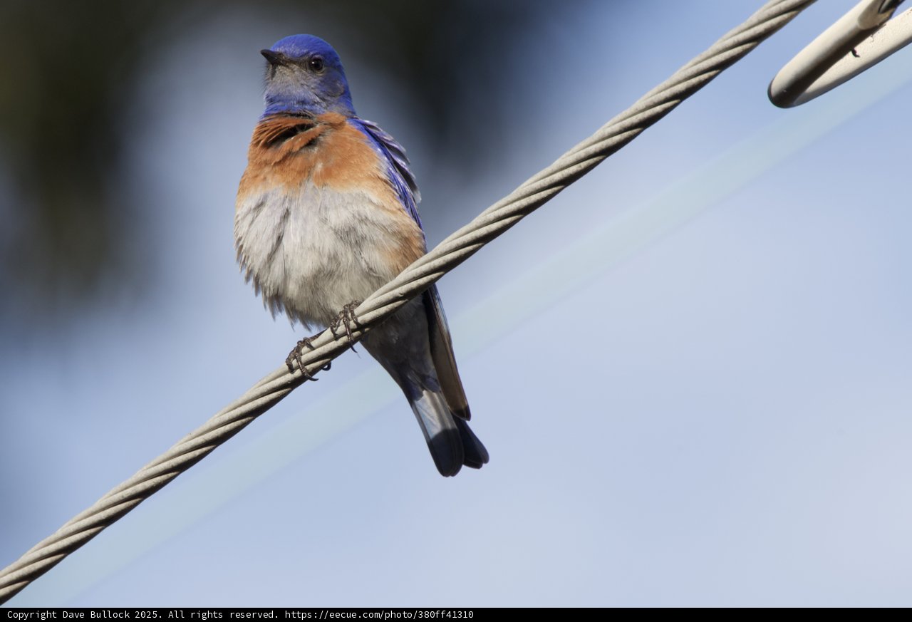 Perched Beauty