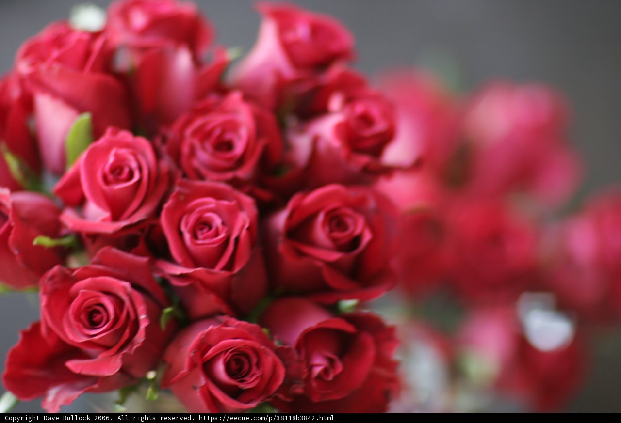 A Bouquet of 10 Red Roses