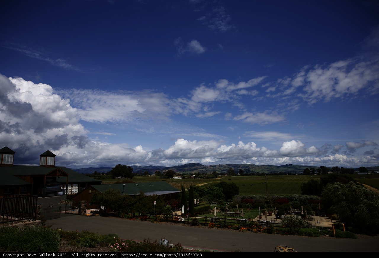 Serene Afternoon at Bouchaine Vineyards