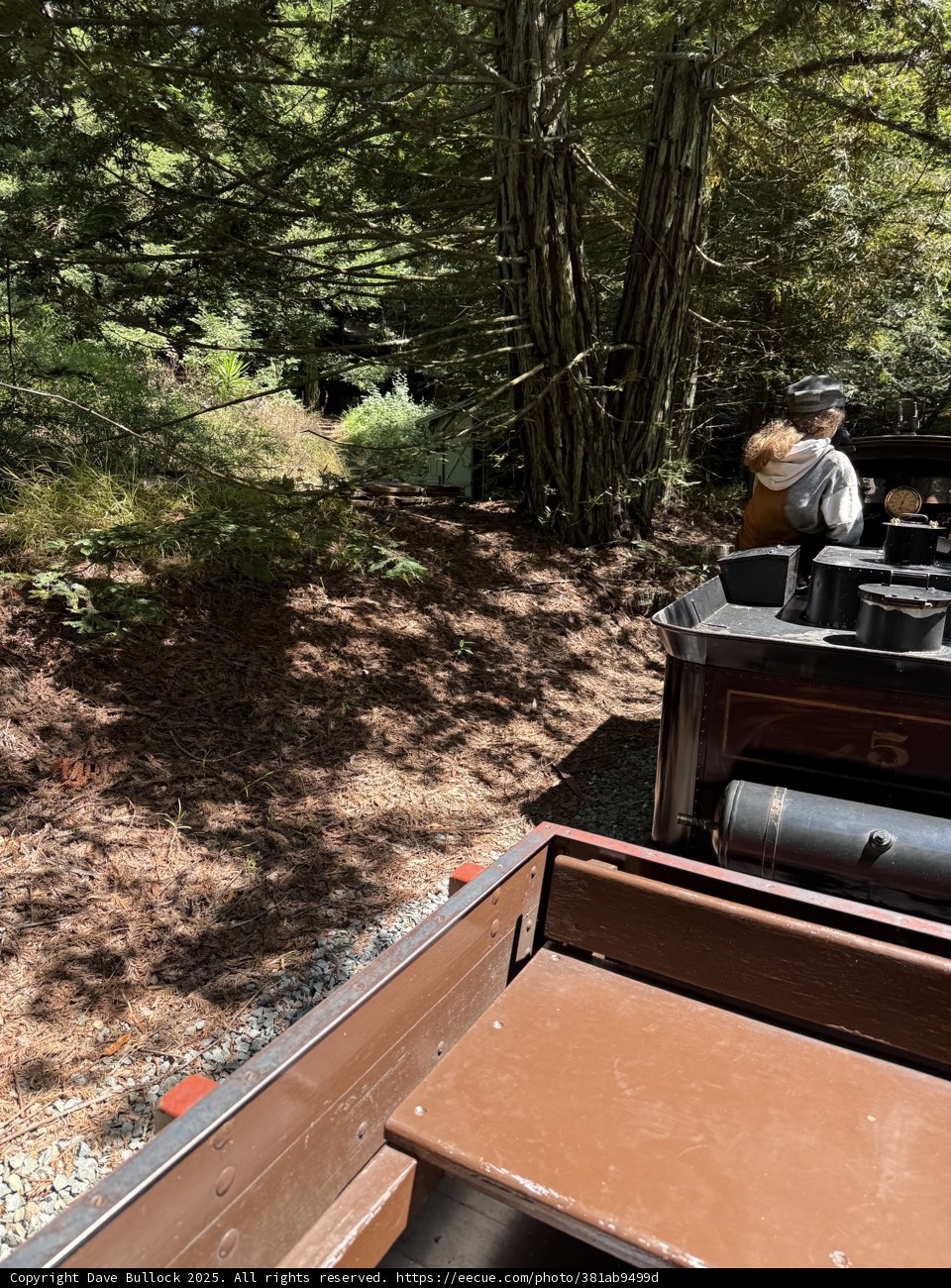 Journey Through the Redwoods