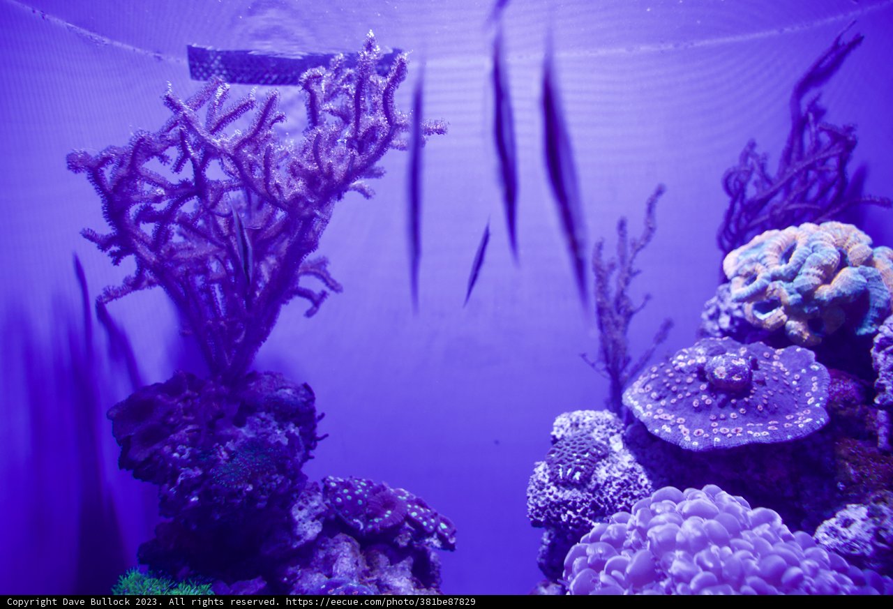 Aquarium Magic in Purple