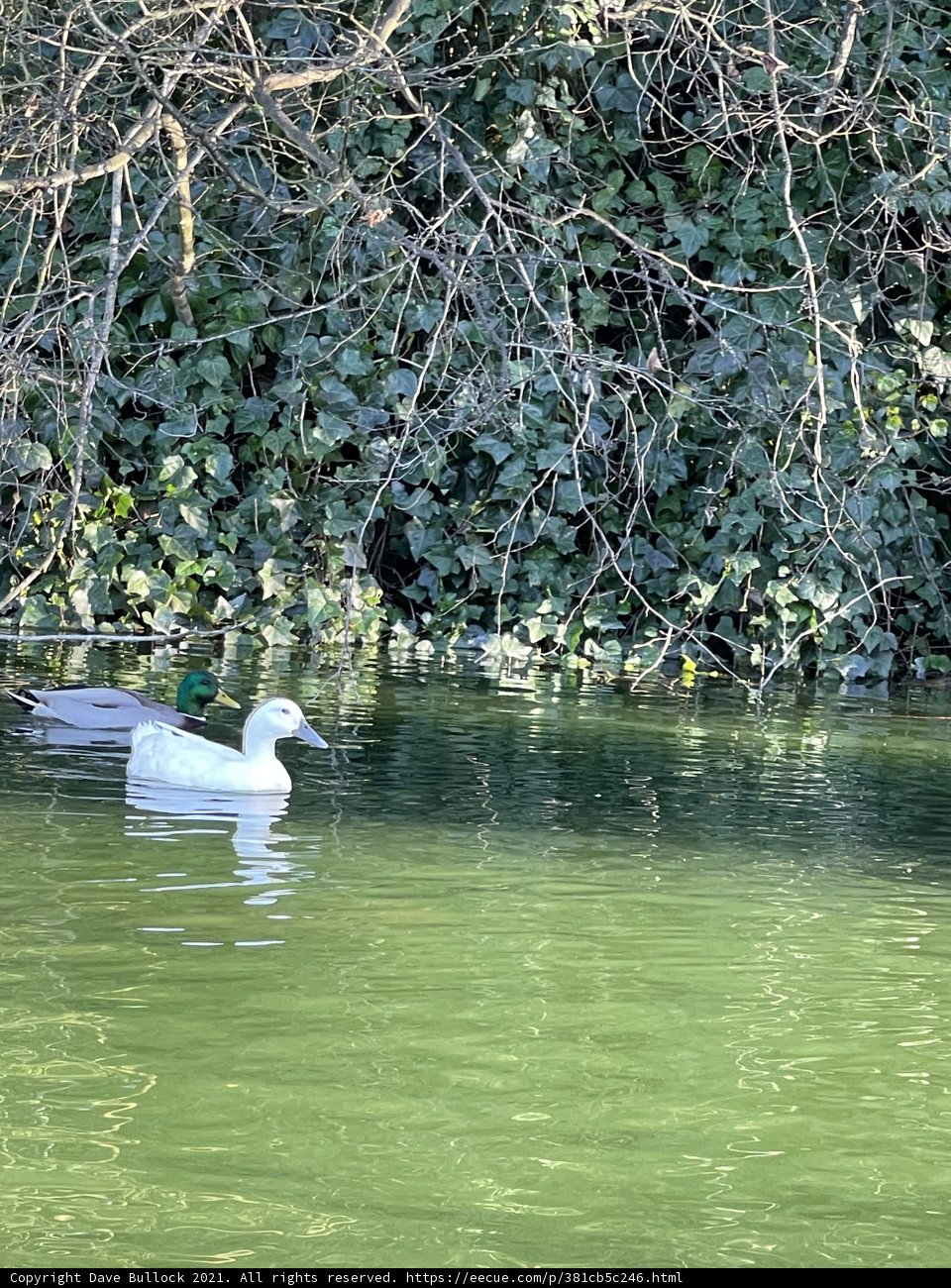 Two White Ducks Swimming in Stow Lake