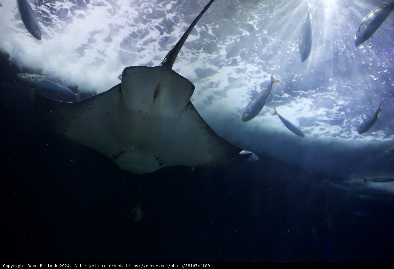 Majestic Dive of the Manta Ray