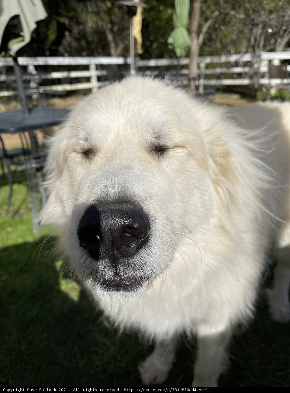 Happy White Retriever enjoying the outdoors