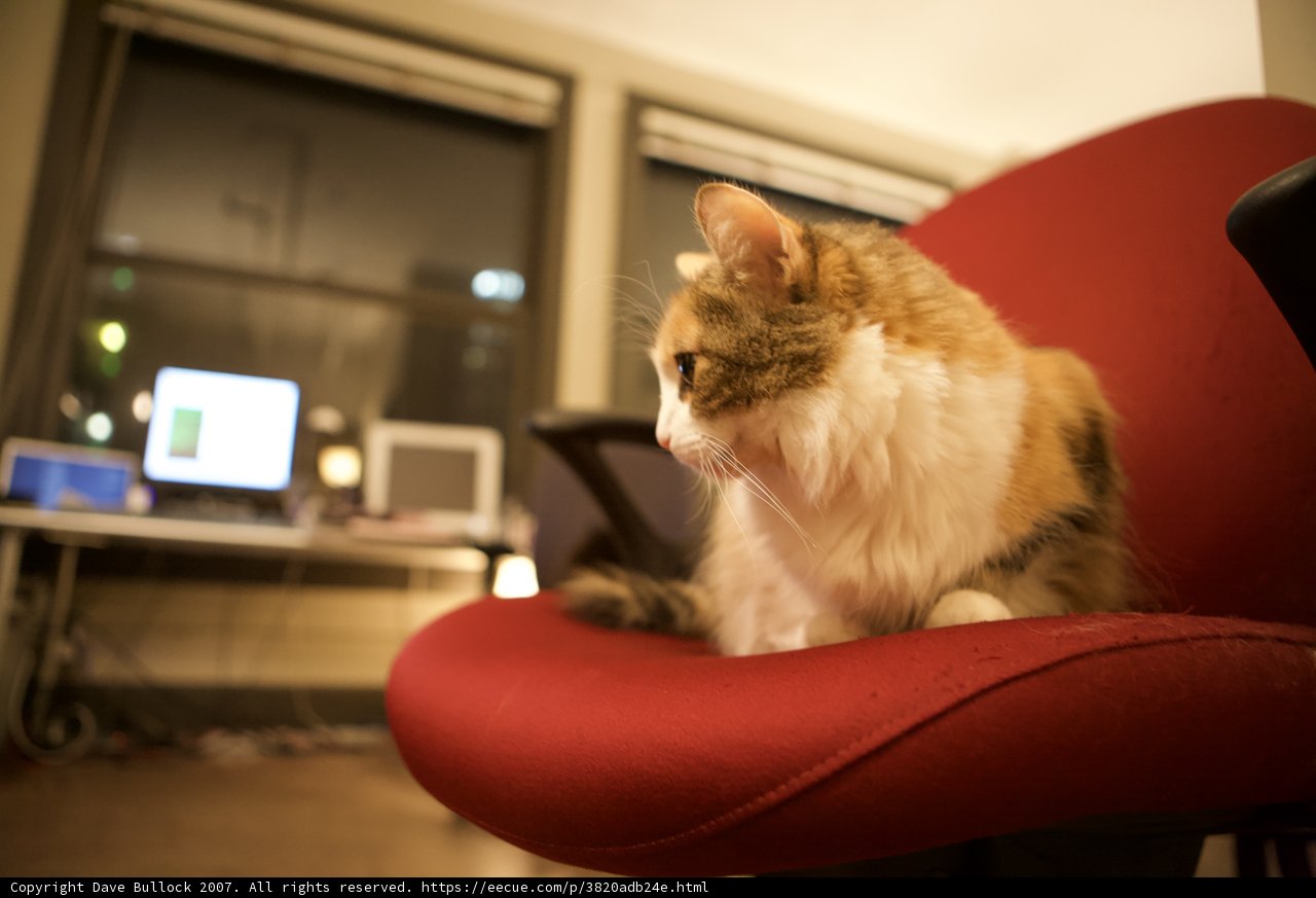 Night-time Computing with Feline Company