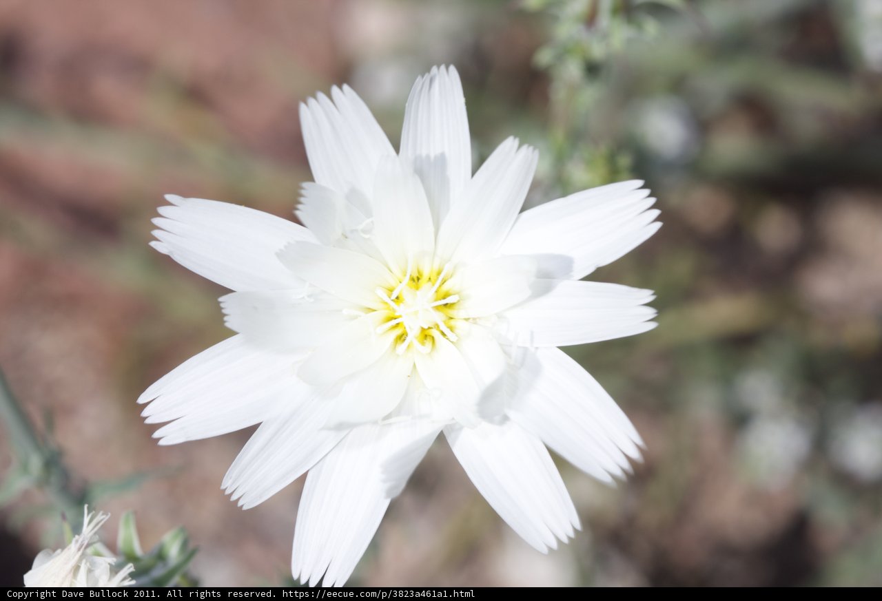 Desert Daisy
