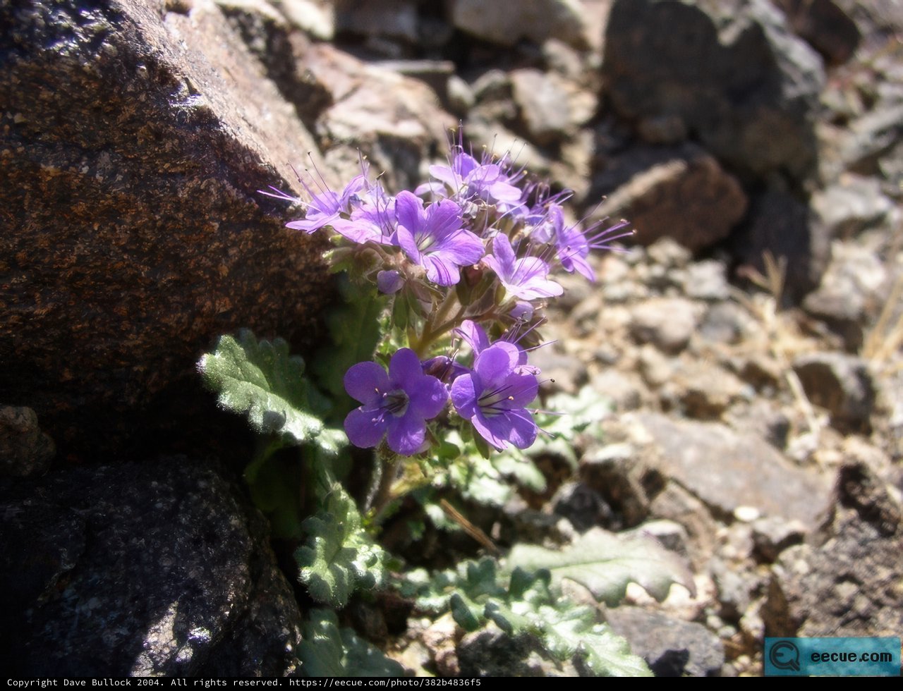 Purple blooms find a home in the rocks