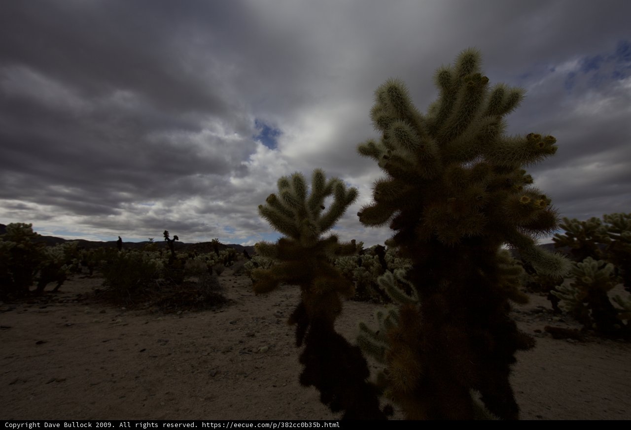 Desert Cactus Under a Cloudy Sky