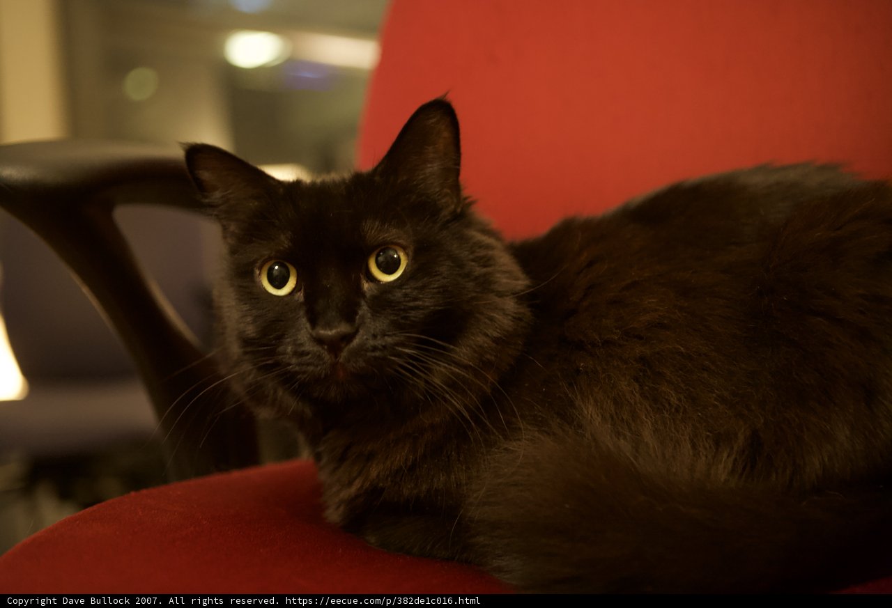 A Black Cat on a Red Throne