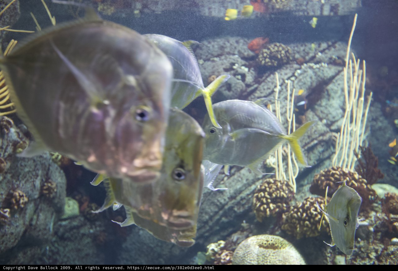 Underwater Wonders