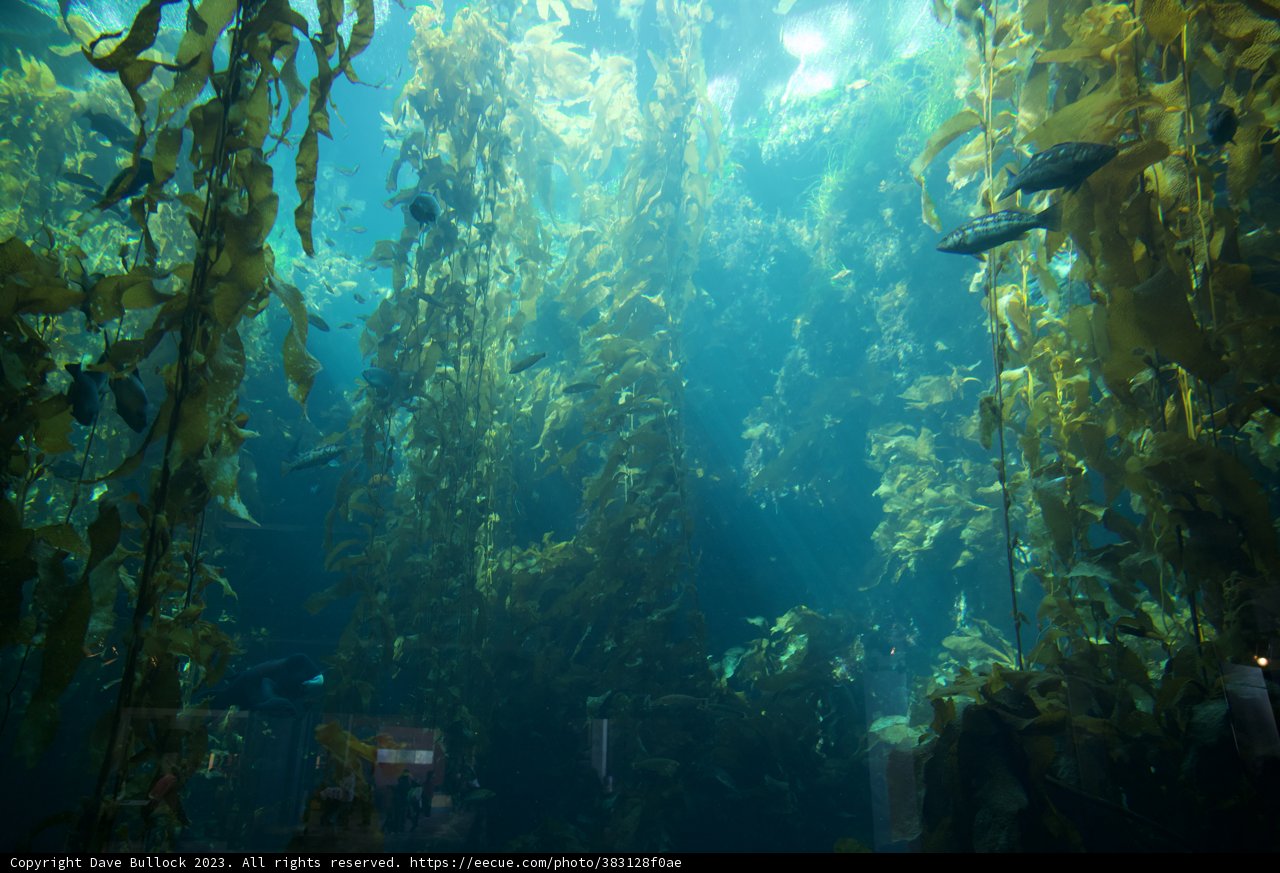 Underwater Symphony at Monterey Bay Aquarium