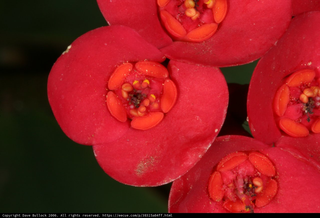 A Burst of Vibrant Blooms