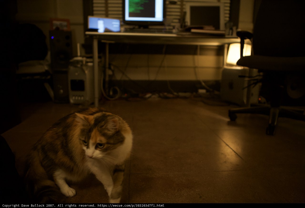 Tech-Savvy Feline