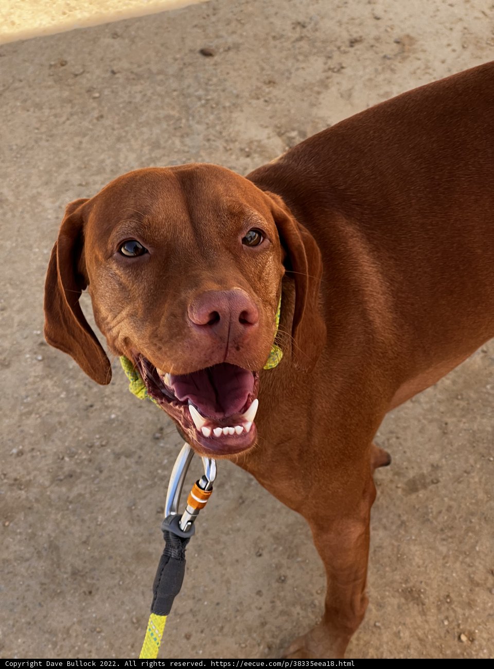 Leashed and Loved
