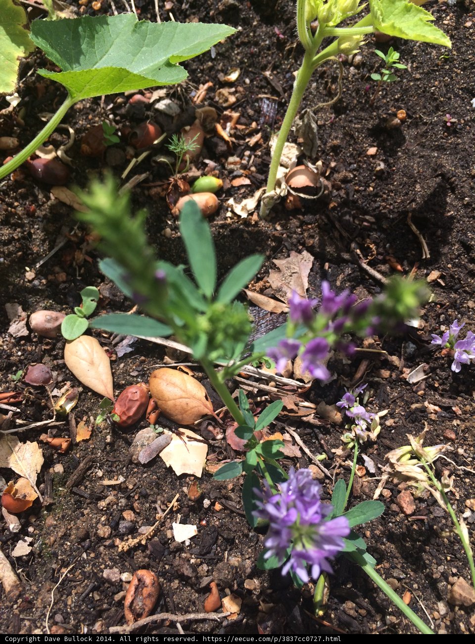 Purple Blossom in Earthen Soil