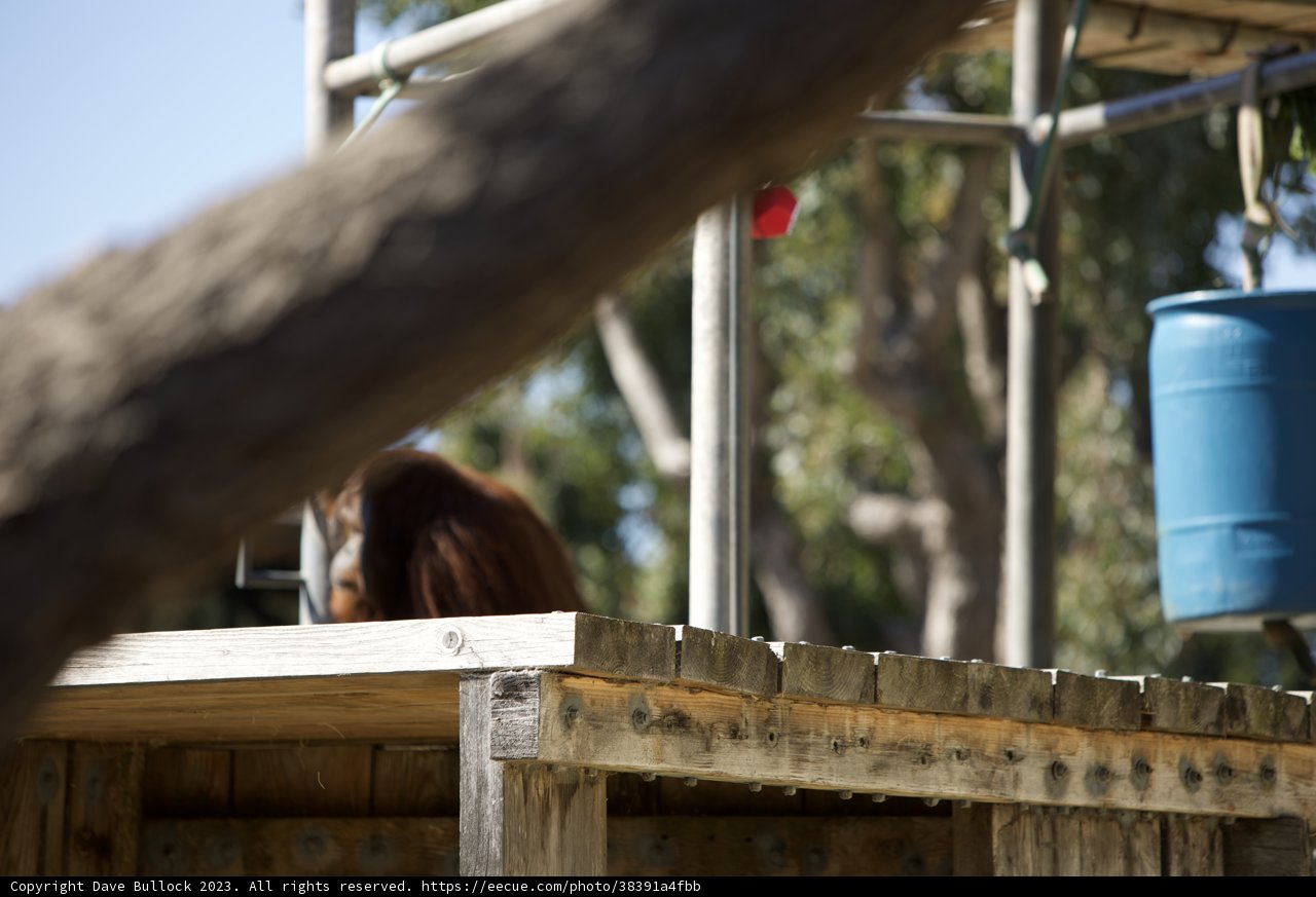 Zoo Chill: The Orangutan's Retreat