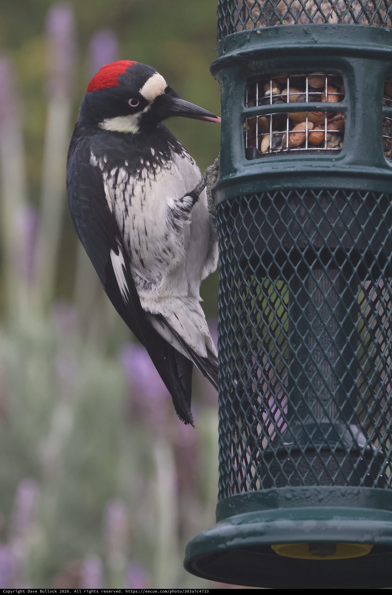 Acorn Woodpecker Feeding at Garden Bird Feeder