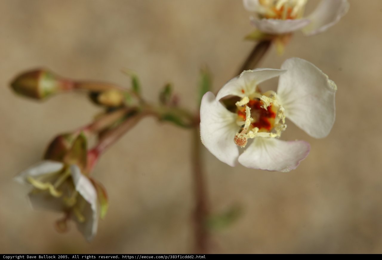 Delicate Beauty