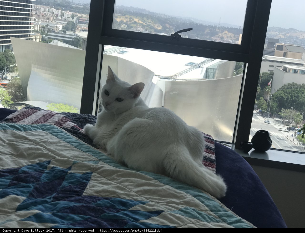 A Feline's Serene Moment