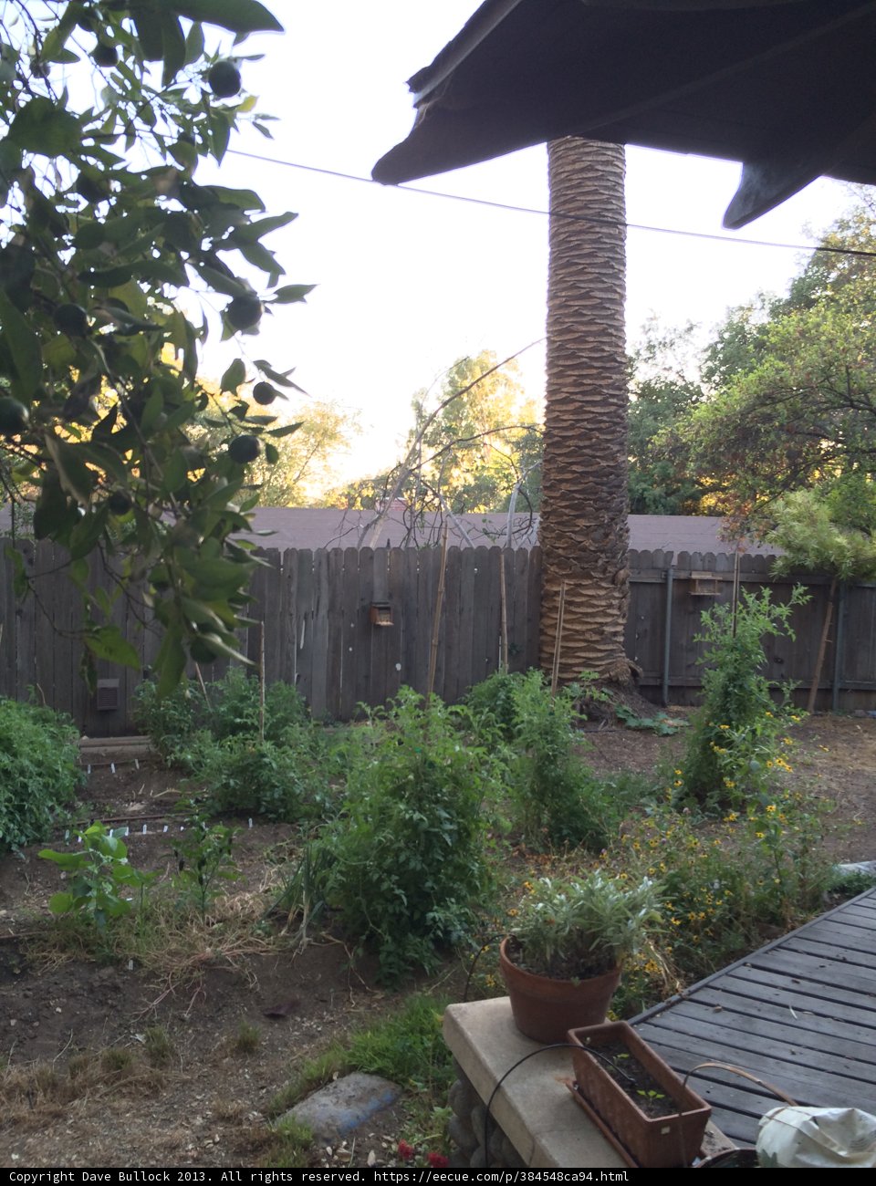 Serene Backyard Oasis